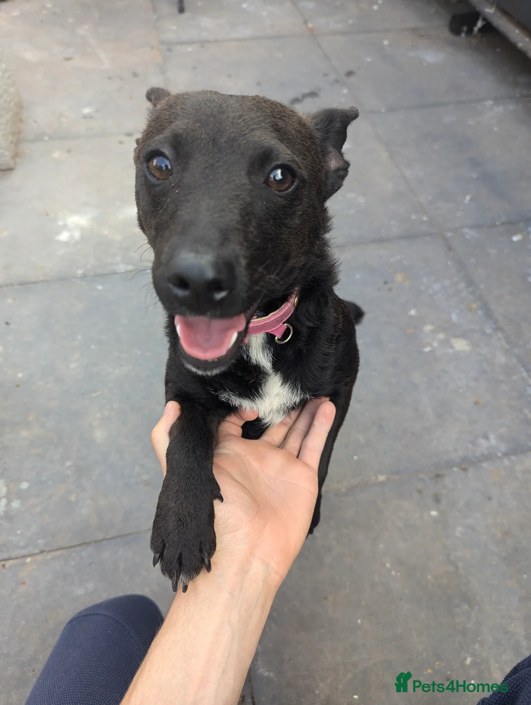 Patterdale Terrier dogs for sale: Lovely patterdale lady  - Advert 1