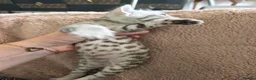 Bengal cats for sale: Beautiful Bengal Kittens – Loving Homes Only  - Advert 15