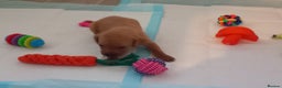 Labrador Retriever dogs for sale: KC REG FOX RED LABRADOR PUPPIES - Advert 6
