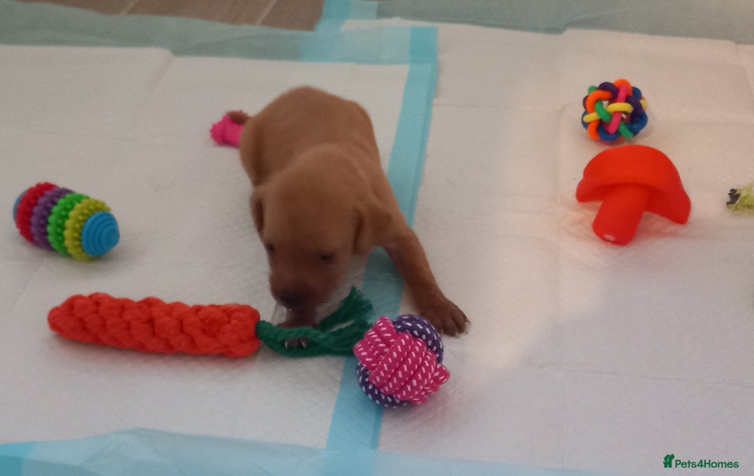 Labrador Retriever dogs for sale: KC REG FOX RED LABRADOR PUPPIES - Advert 6