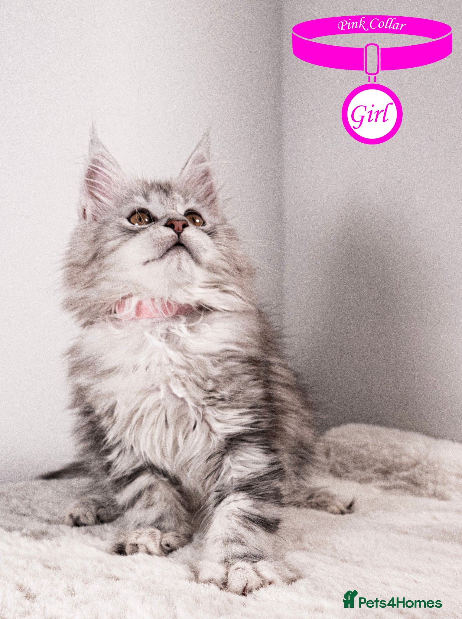 Maine Coon cats for sale: XL Stunning Maine Coon / TICA /Ready - Advert 1