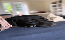 Labrador Retriever dogs for stud: KC Labrador, Health and DNA-Tested, Proven Stud in Cobham - Image 27