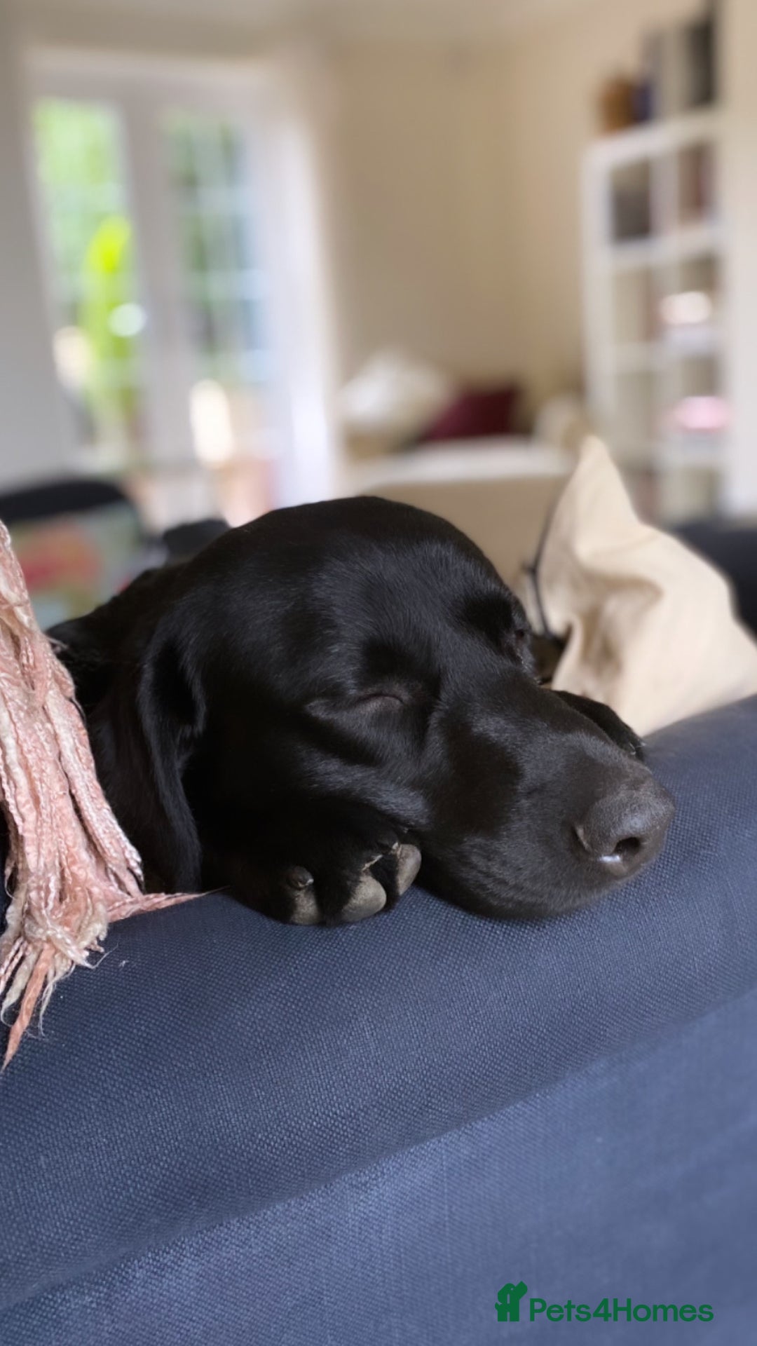 Labrador Retriever dogs for stud: KC Labrador, Health and DNA-Tested, Proven Stud in Cobham - Image 27