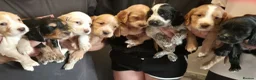 Cocker Spaniel dogs for sale: Beautiful litter of cocker spaniel puppies - Advert 13