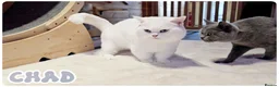 Munchkin cats for stud: Munchkin British Shorthair White - Advert 4