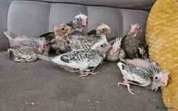 Cockatiels birds for sale: Cockatiel chicks hand tame  - Image 22