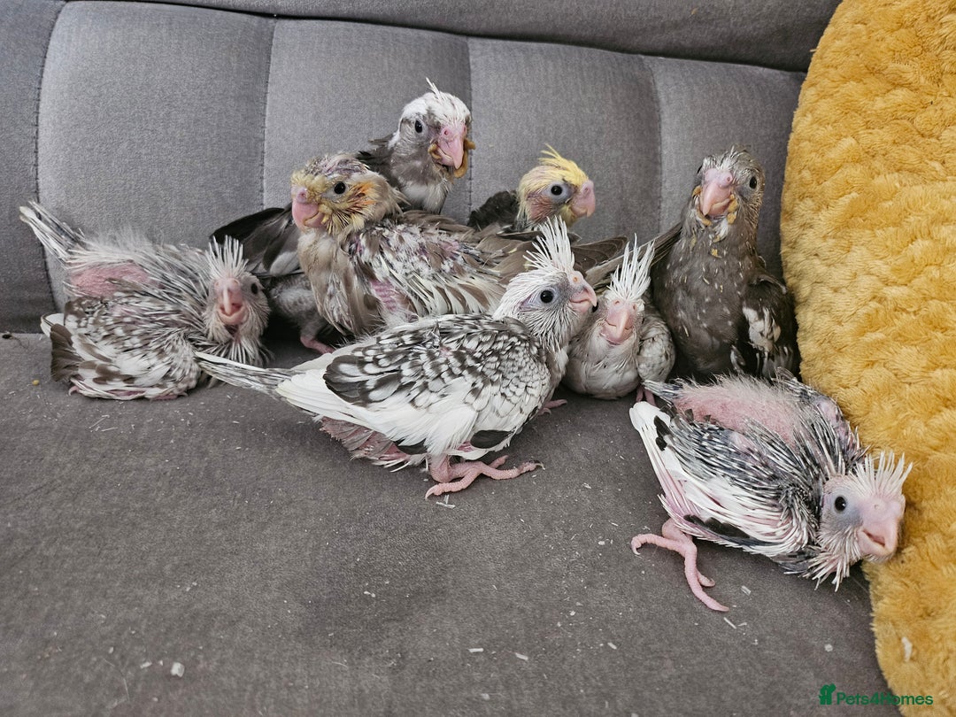 Cockatiels birds for sale: Cockatiel chicks hand tame  - Image 22