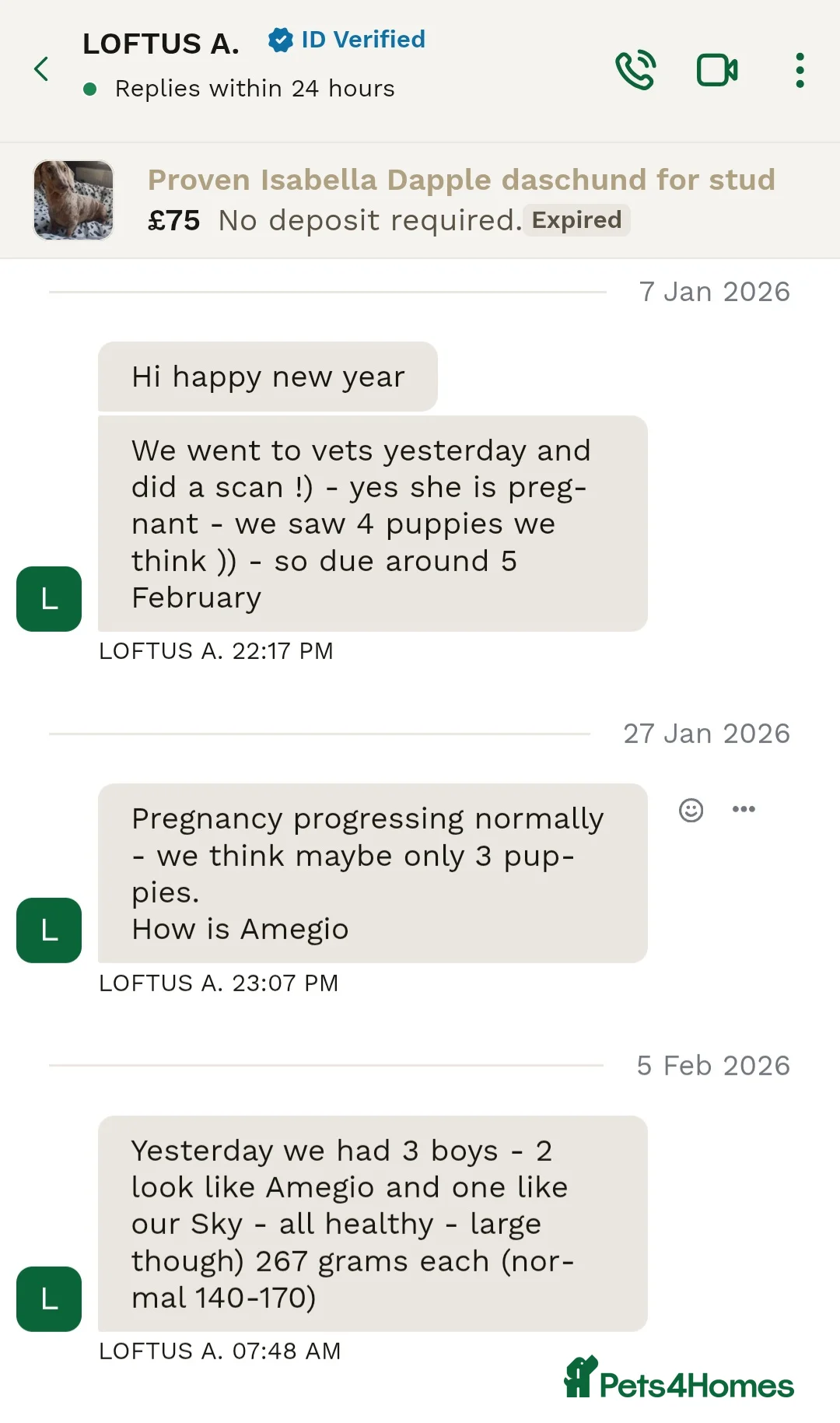 Dachshund dogs for stud: PROVEN dapple daschund stud  - Advert 13