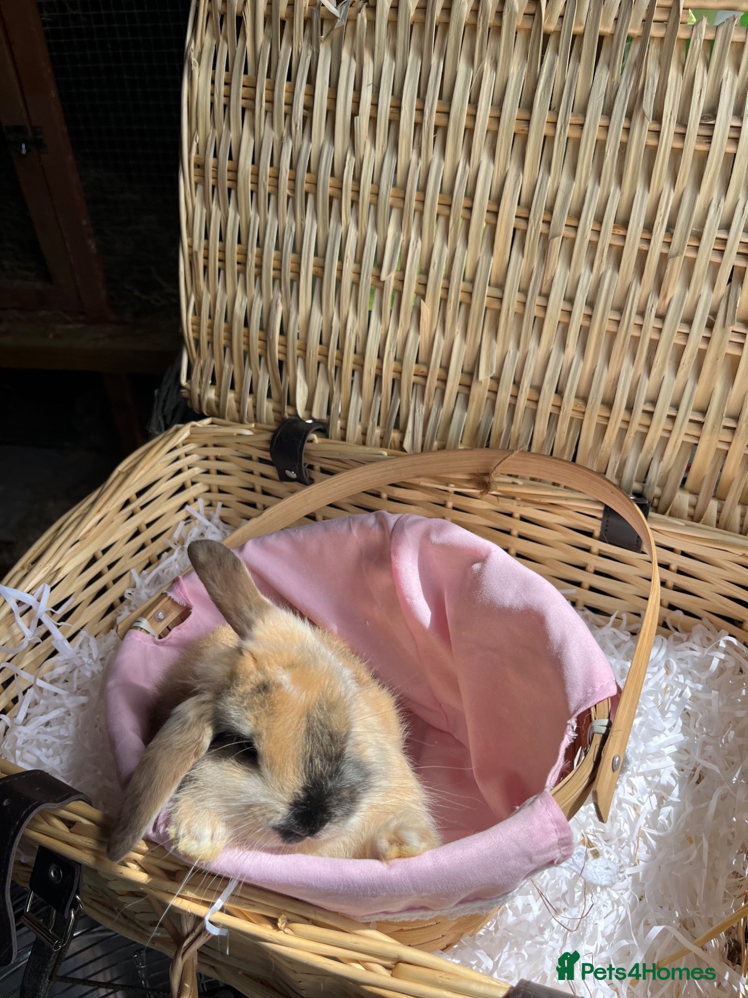 Mini Lop rabbits Early Summer 2026 - Advert 2