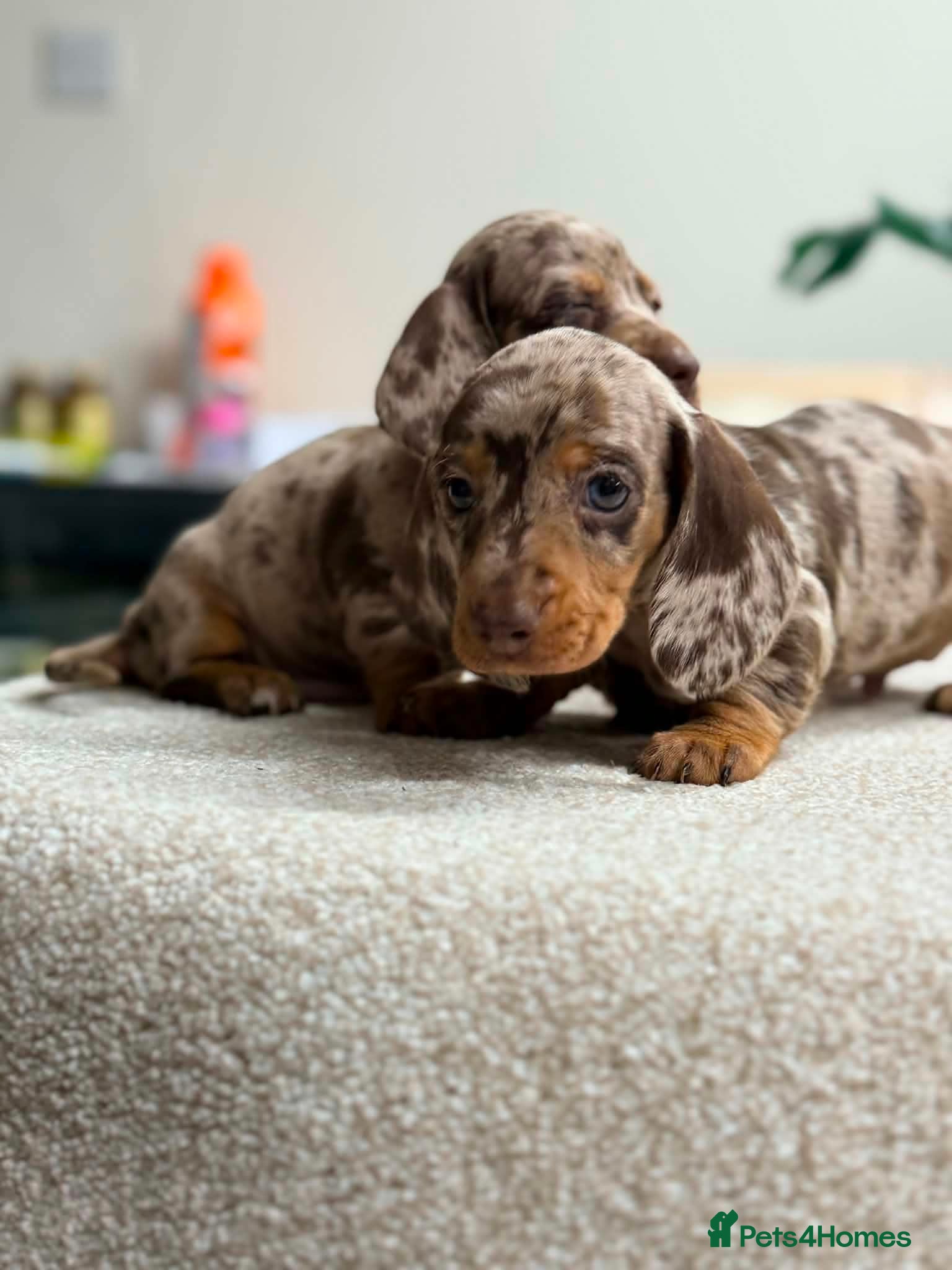 Miniature Dachshund dogs  Mini Dachshund Puppies – Dapple & Chocolate - Advert 12