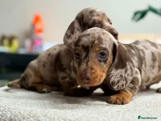Miniature Dachshund dogs Mini Dachshund Puppies – Dapple & Chocolate - Advert 16
