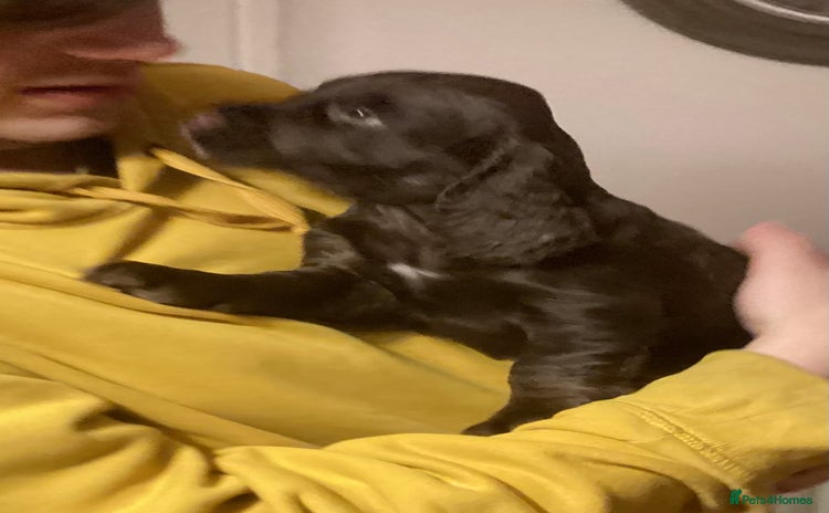 Cocker Spaniel dogs - Advert 18