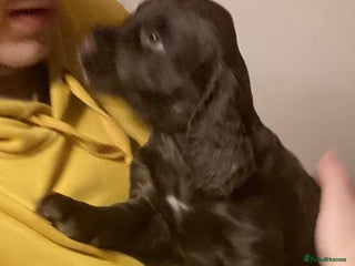 Cocker Spaniel dogs - Advert 5