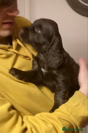 Cocker Spaniel dogs - Advert 18