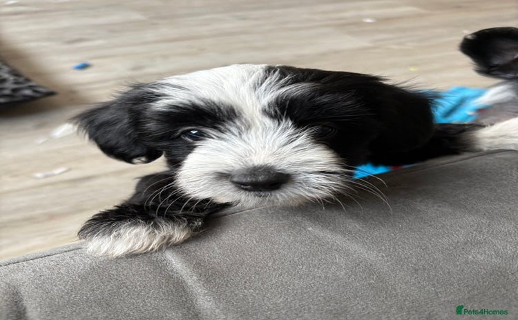 Chinese Crested dogs - Advert 2
