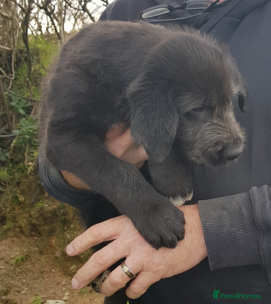 Irish Wolfhound dogs for sale: Irish Wolfhound Pups - Advert 6