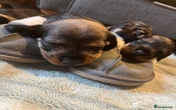 Dachshund dogs for sale: Kc Standard Wire Haired Dachshund Puppies - Image 1