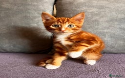 Maine Coon cats for sale: Half Maine Coon - Image 5