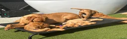 Labrador Retriever dogs for sale: Kc reg Fox red Labradors puppy  - Advert 12