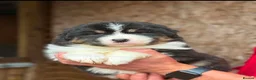 Australian Shepherd dogs for sale: Stunning Australian Shepherd Puppies  - Advert 29