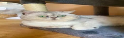 Scottish Fold cats for sale: Imported silver chinchilla Scottish fold  - Advert 4