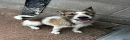 Mixed Breed dogs for adoption: Meet Winnie, currently residing in Cheshire  in Nantwich - Advert 10