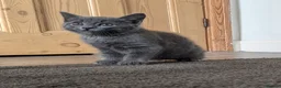 Mixed Breed cats for sale: 5 beautiful kittens for sale - Advert 5