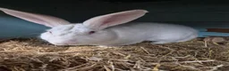 New Zealand rabbits for sale: New Zealand Buck - Advert 4
