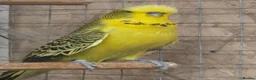 Budgerigars birds for sale: For Breeders only - Advert 3
