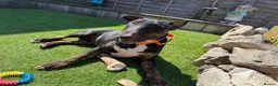 English Bull Terrier dogs for sale: Ziggy  - Advert 1