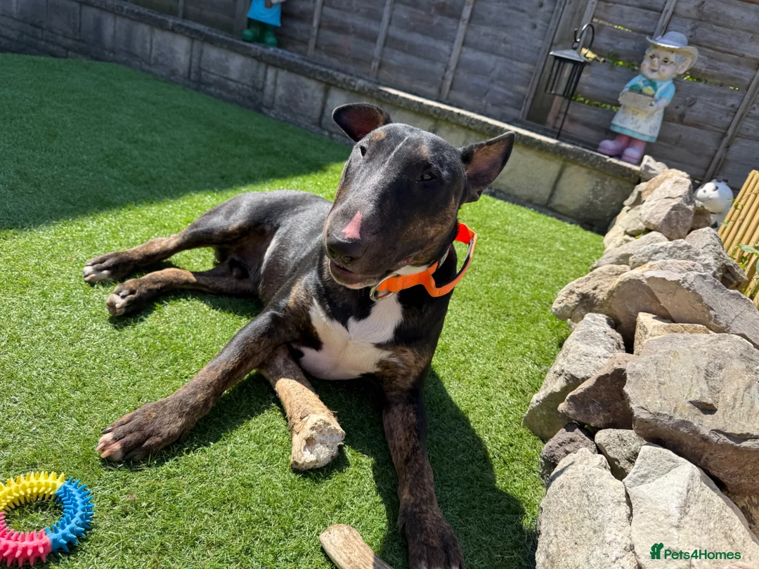 English Bull Terrier dogs for sale: Ziggy  - Advert 1