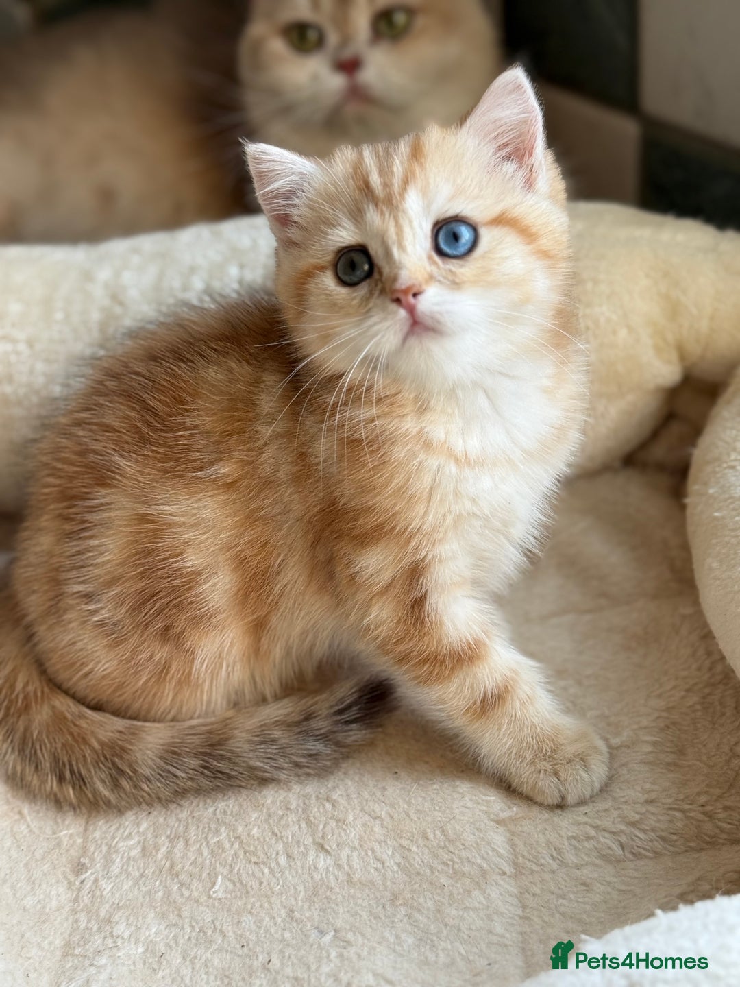 British Shorthair cats for sale: GCCF reg BSH Chocolate and Black Golden Kittens in London - Image 32