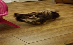 Chihuahua dogs for sale: Gorgeous Chocolate longcoat thailand import male  - Image 7