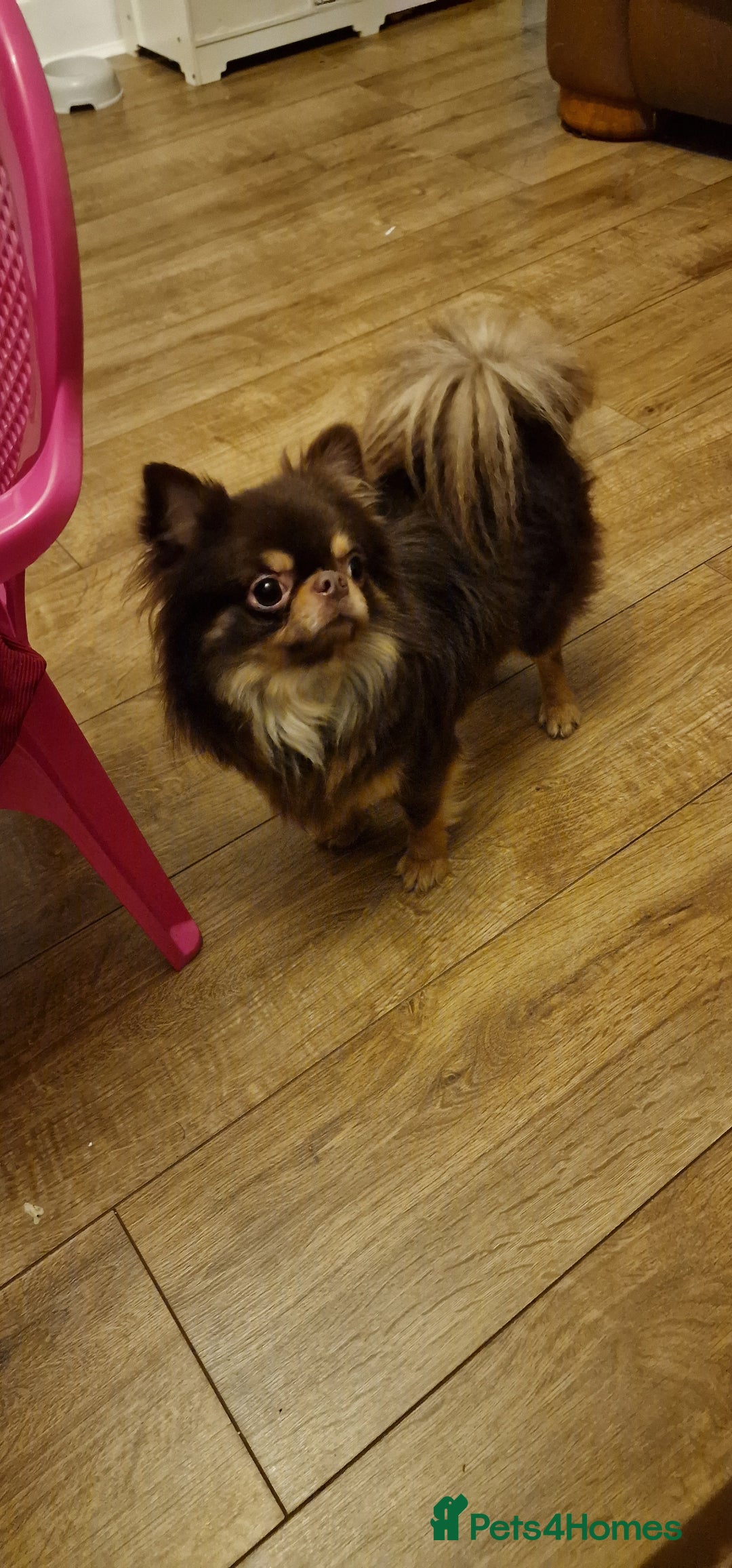 Chihuahua dogs for sale: Gorgeous Chocolate longcoat thailand import male  - Image 7