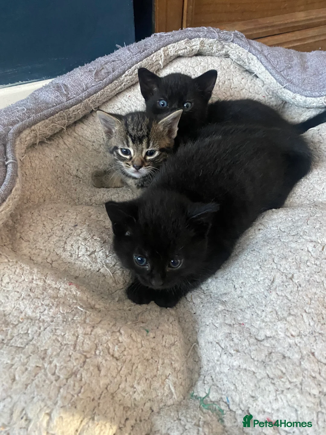 Bengal cats for sale: Bengal cross Russian Blue Kittens  - Advert 14