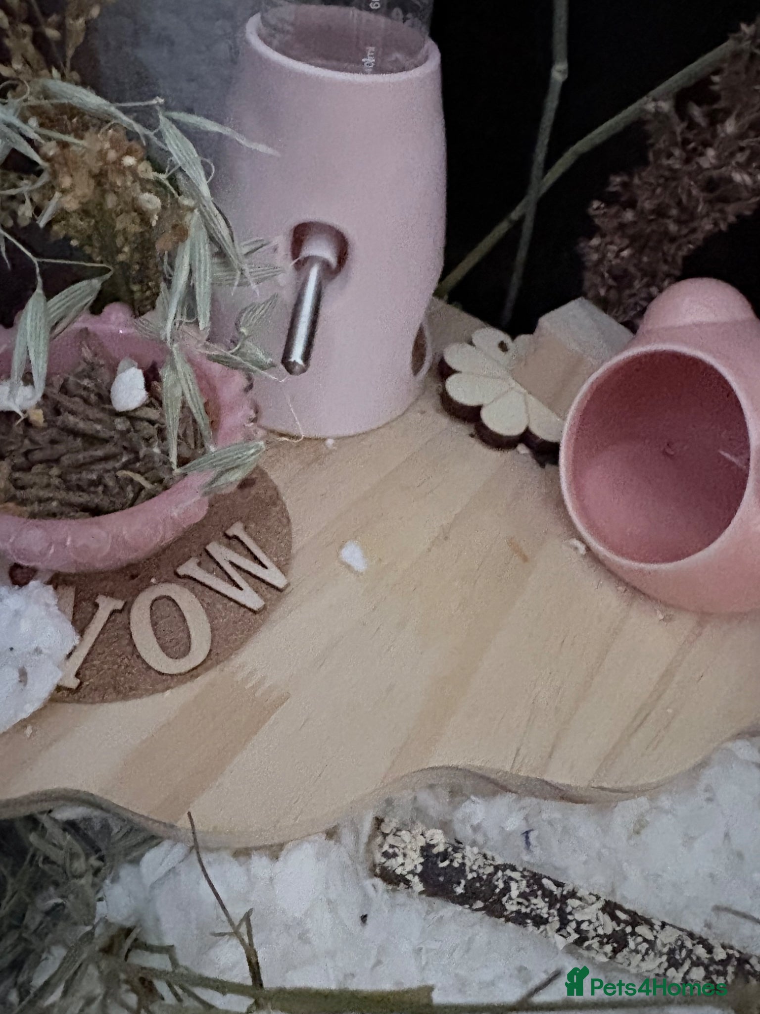 Hamster rodents for sale: Syrian hamster cage and all accessories included  - Advert 9