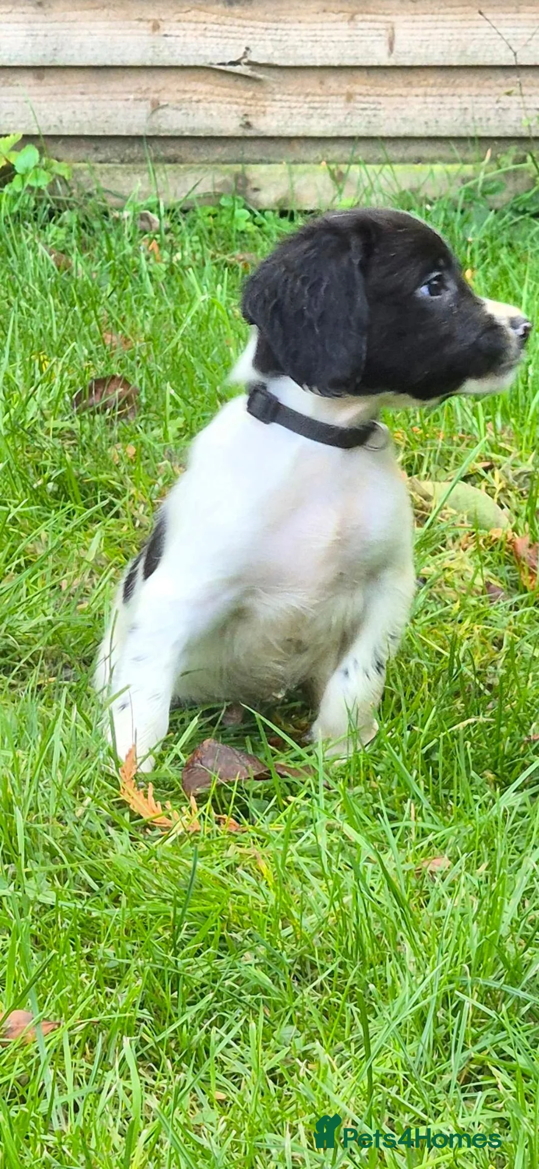 English Springer Spaniel dogs for sale: Springer spaniel puppies in Usk - Advert 2
