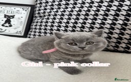 British Shorthair cats for sale: Adorable British Shorthair - Image 5