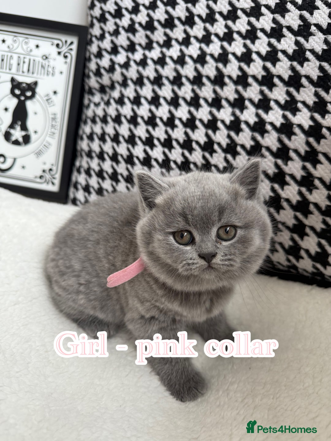 British Shorthair cats for sale: Adorable British Shorthair - Image 5