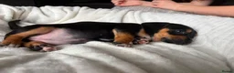 Mixed Breed dogs for sale: Miniature Dachshund cross puppies  - Advert 9