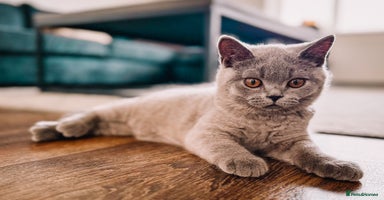 British Shorthair cats - Advert 2