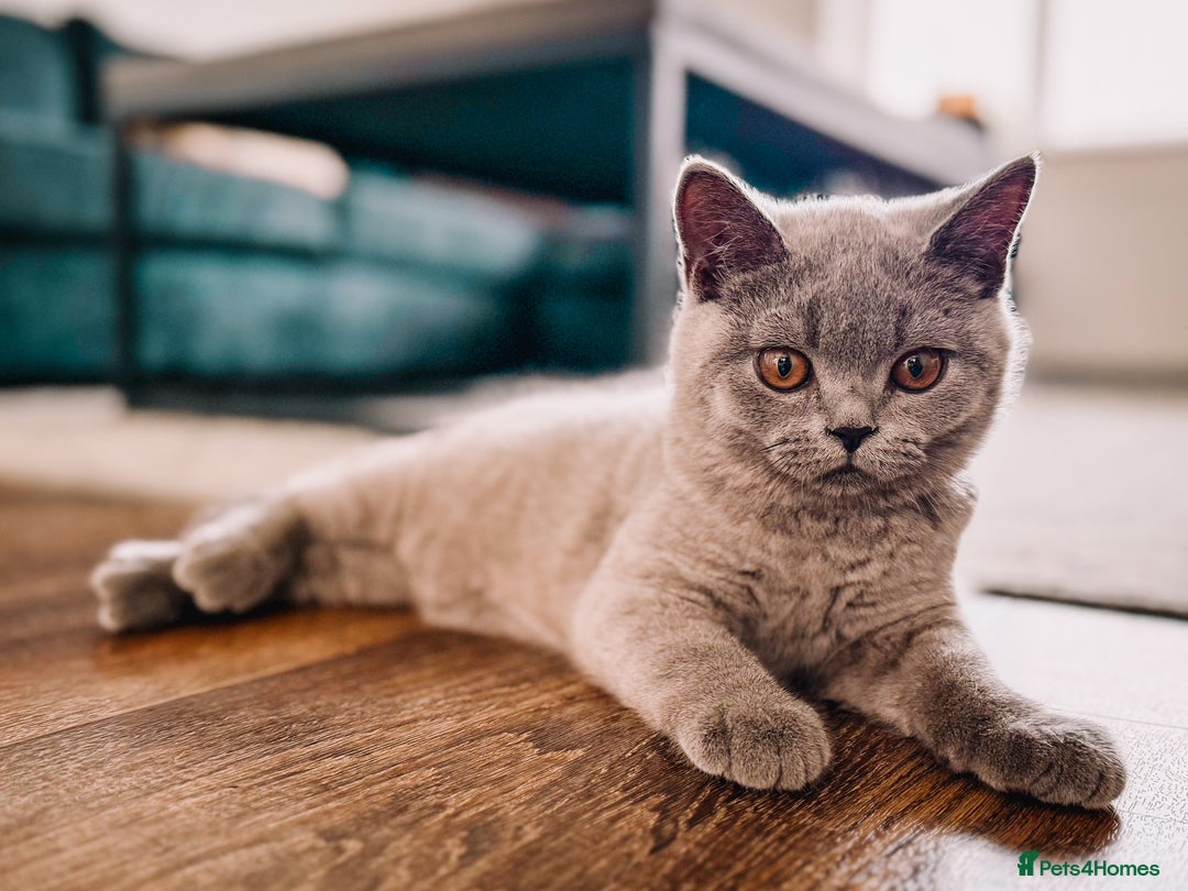 British Shorthair cats for sale: Last Blue boy British shorthair kitten GCCF - Image 2