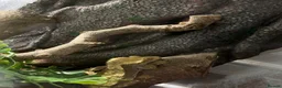 Gecko reptiles for sale: Crested gecko in Maidstone - Advert 2