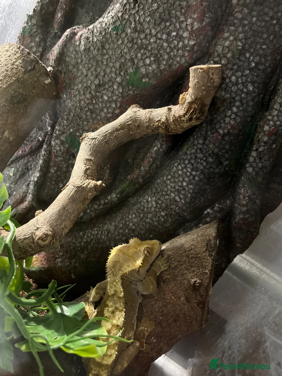 Gecko reptiles for sale: Crested gecko in Maidstone - Advert 2