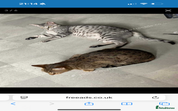 Savannah cats for sale: Two savannah cats for rehoming - Image 6