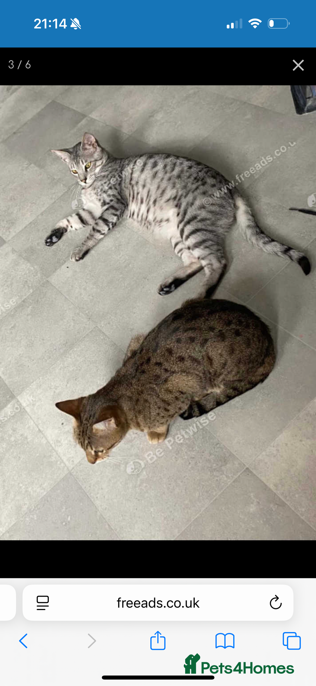 Savannah cats for sale: Two savannah cats for rehoming - Image 6