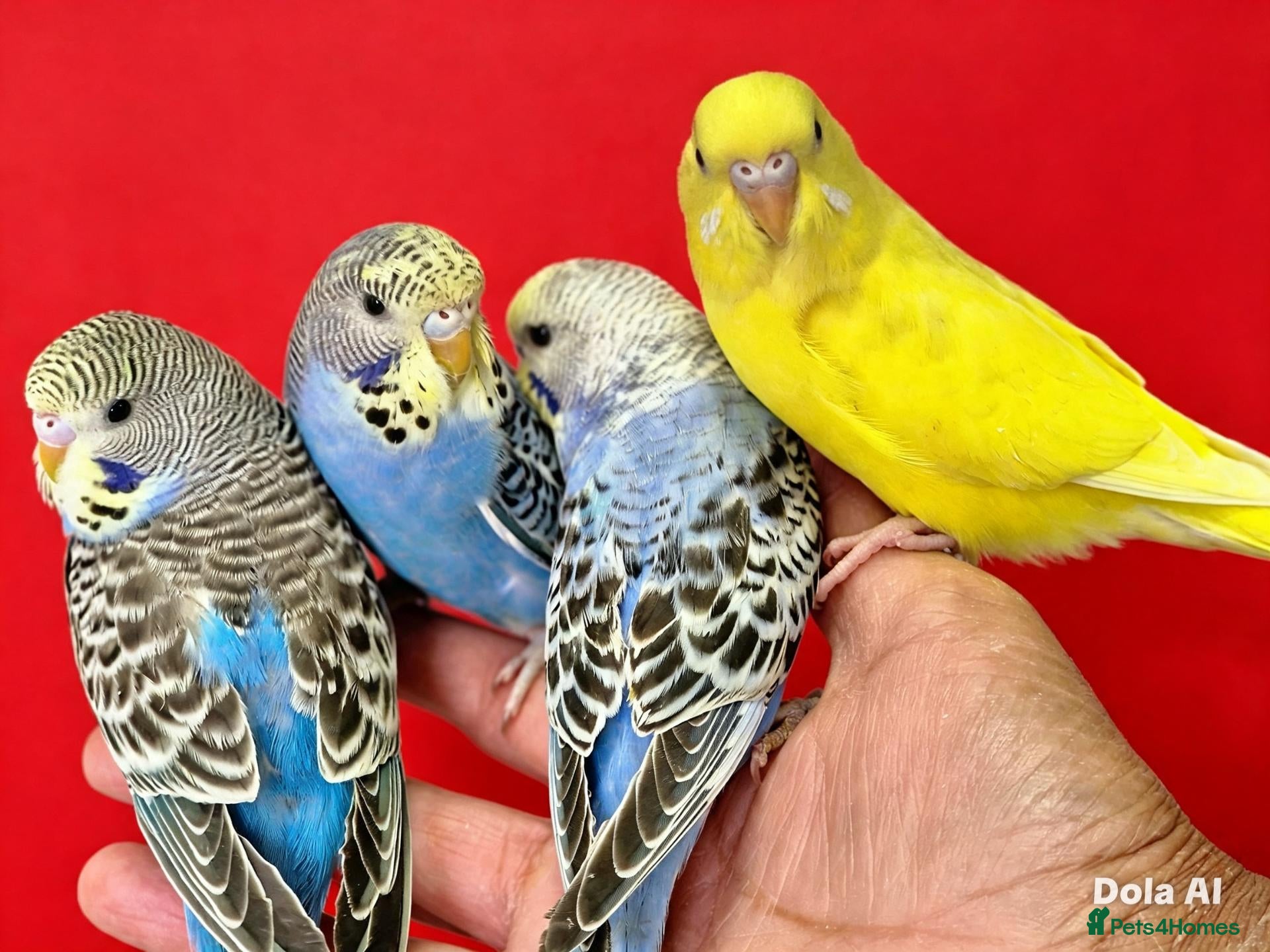 Budgerigars birds Super silly hand tamed baby budgie - Advert 9