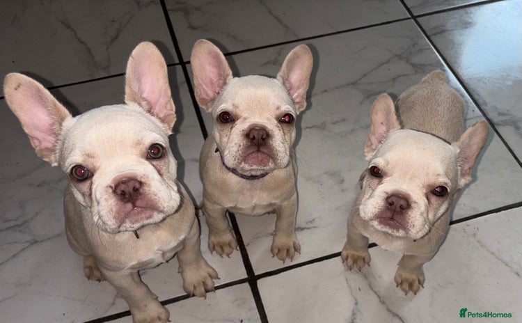 French Bulldog dogs - Advert 4