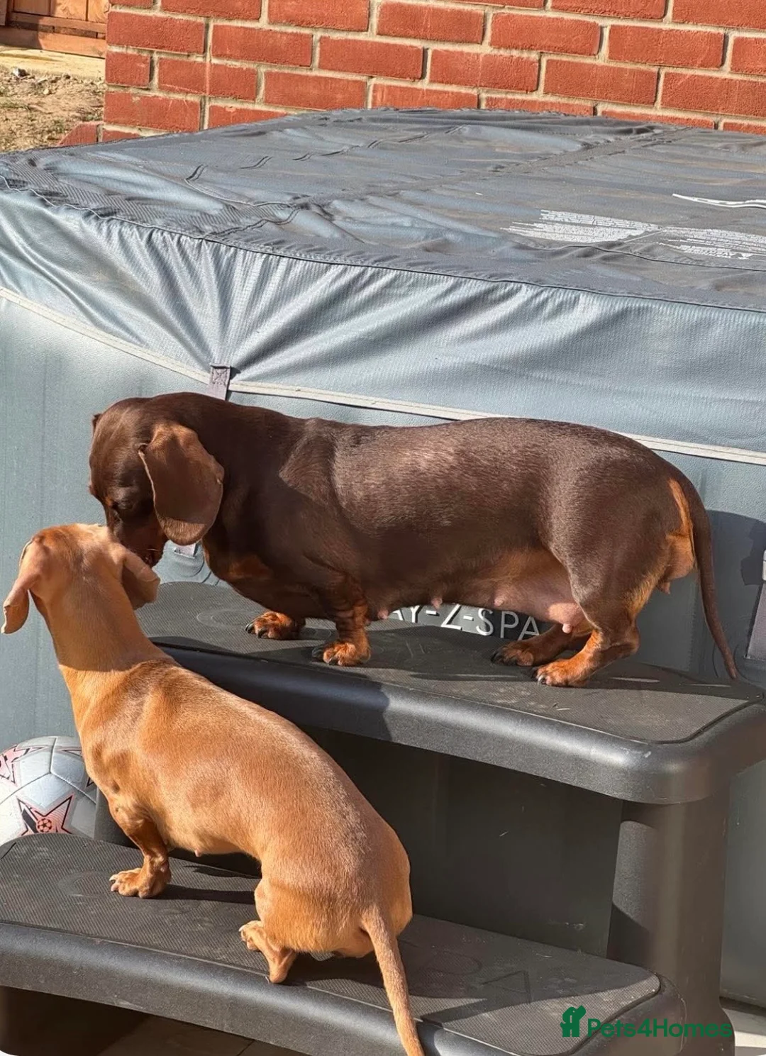 Miniature Dachshund dogs for sale: Miniature dachund puppies smooth hair  - Advert 19