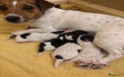 Jack Russell dogs for sale: Miniature Jack russel  - Advert 9